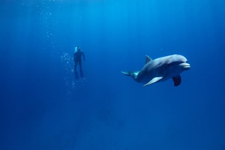 GWD Pterre tursiops truncatus bouee2  2007 13 sept _36.jpg